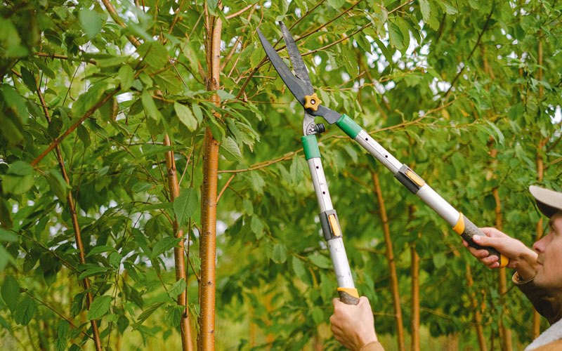 Tree trimming in Harleysville, PA